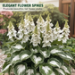 ✨Easy to Grow Hosta Seeds for Gardens✨