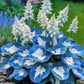 ✨Easy to Grow Hosta Seeds for Gardens✨