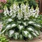 ✨Easy to Grow Hosta Seeds for Gardens✨
