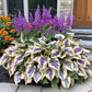 ✨Easy to Grow Hosta Seeds for Gardens✨