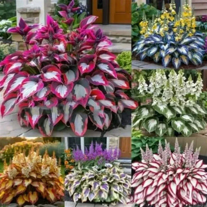 ✨Easy to Grow Hosta Seeds for Gardens✨